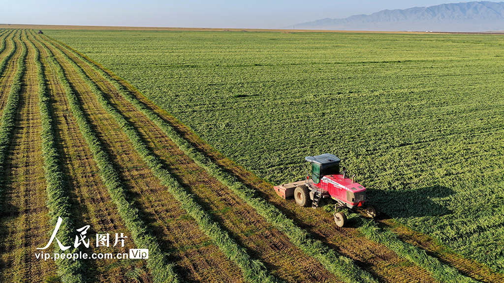 甘肃张掖:山丹马场燕麦草开镰收割【3】