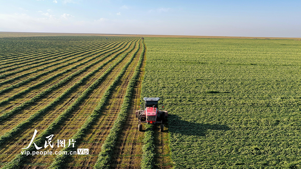甘肃张掖：山丹马场燕麦草开镰收割【2】