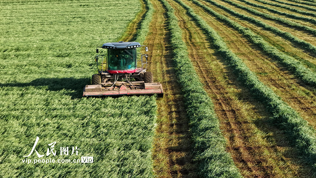 甘肃张掖:山丹马场燕麦草开镰收割【4】