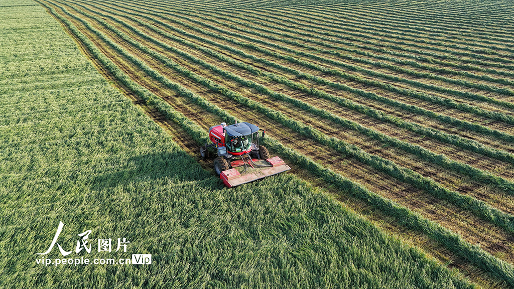 甘肃张掖:山丹马场燕麦草开镰收割【5】