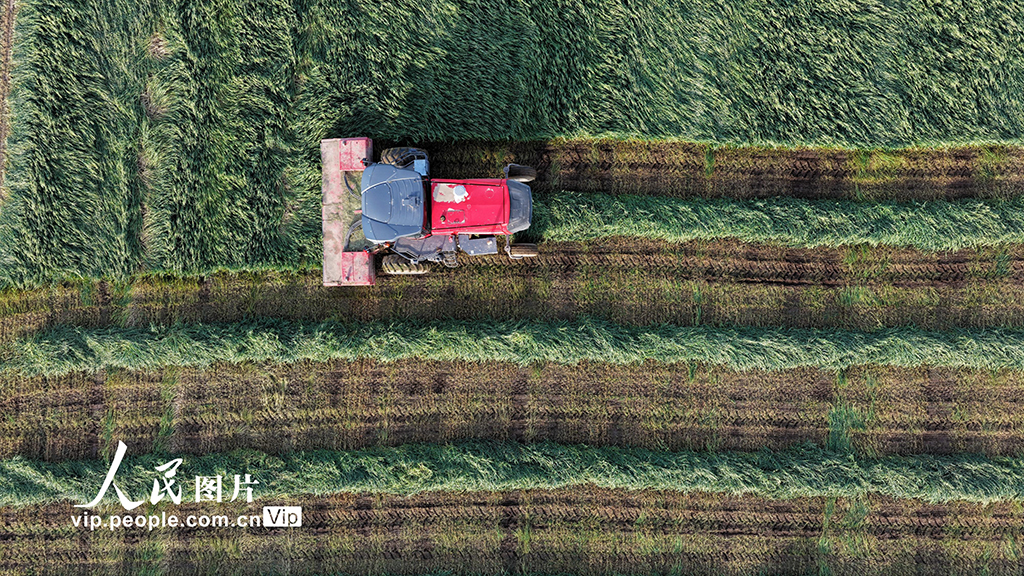 甘肃张掖:山丹马场燕麦草开镰收割【6】