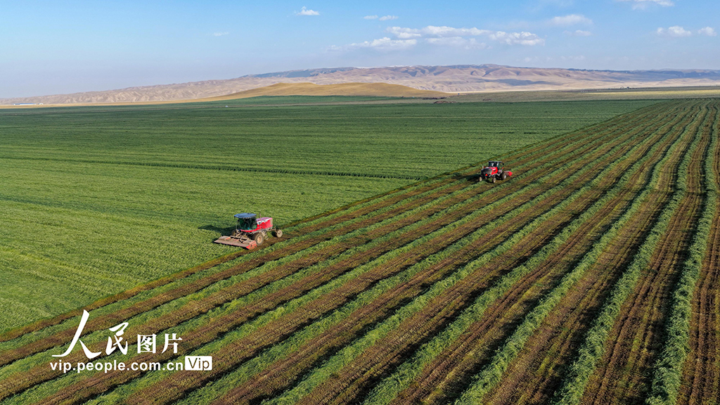甘肃张掖:山丹马场燕麦草开镰收割【7】