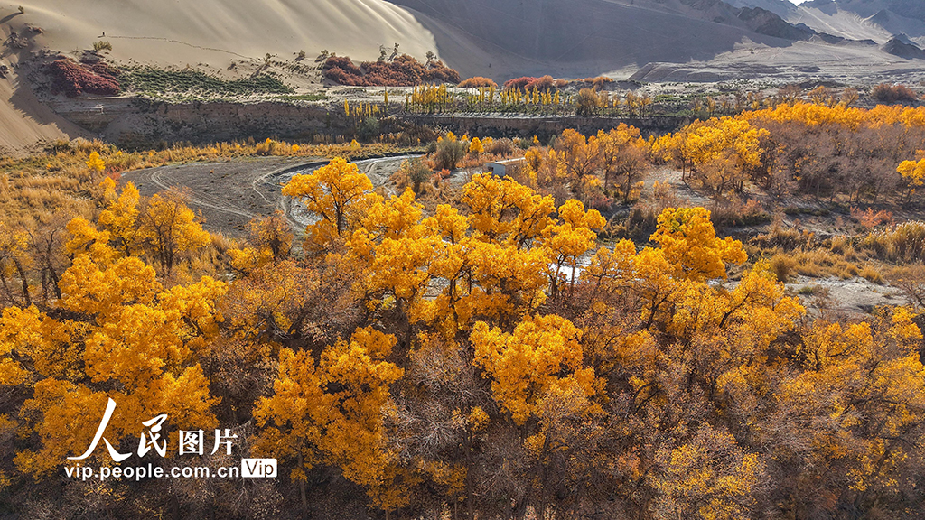 胡杨峡景区秋景如画【7】
