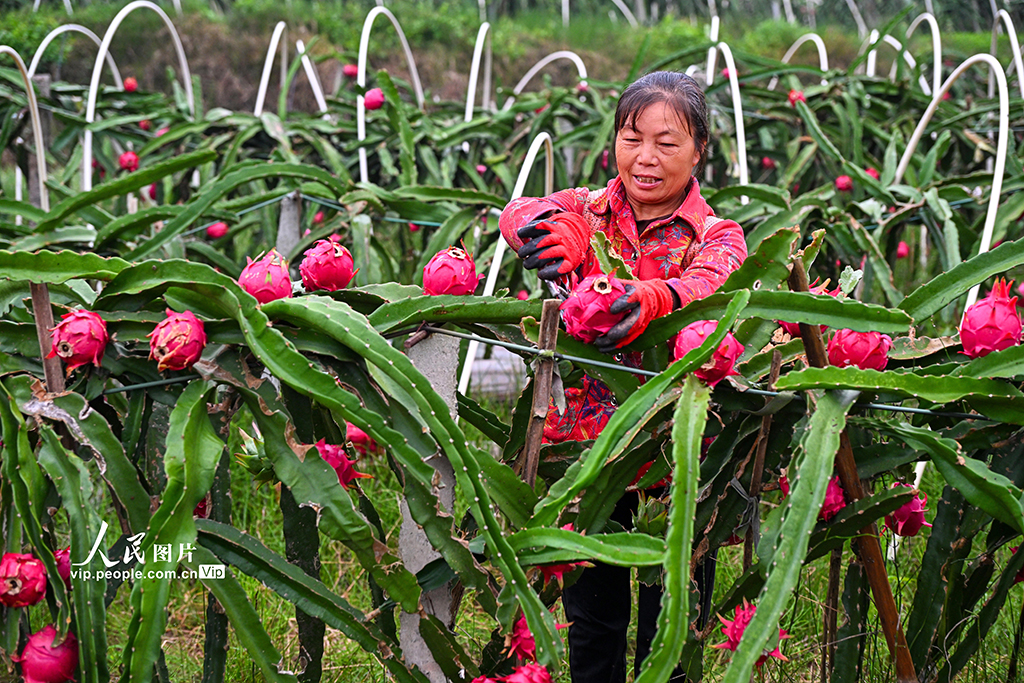 四川仁寿：火龙果喜获丰收【2】