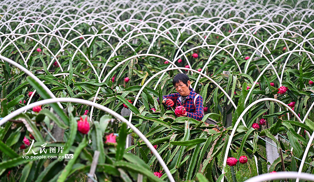 四川仁寿：火龙果喜获丰收【5】