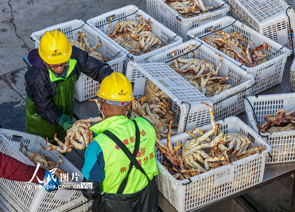 山东荣成：帝王蟹抢“鲜”通关 直达全国市场【2】