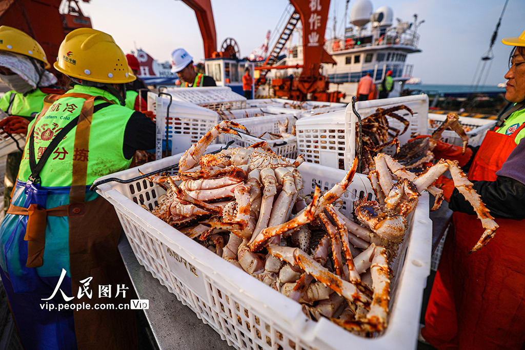 山东荣成：帝王蟹抢“鲜”通关 直达全国市场【3】