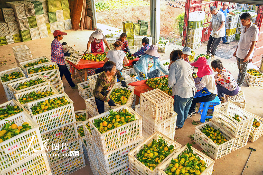 江西樟樹：蜜橘喜豐收【5】
