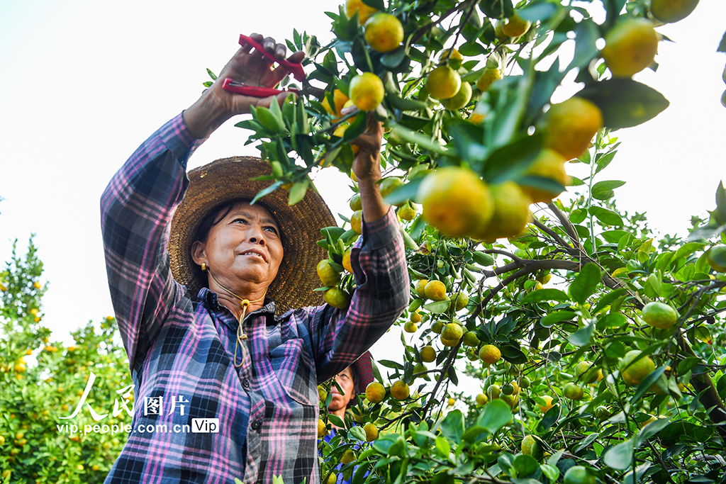 江西樟树:蜜橘喜丰收【2】