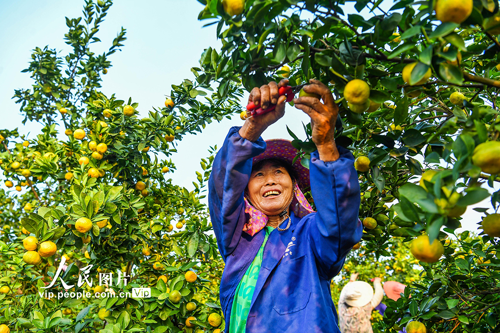 江西樟樹:蜜橘喜豐收【4】