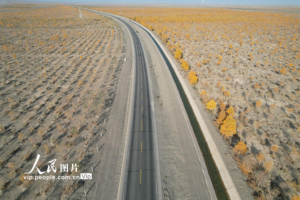 甘肃酒泉：生态防护林秋色浓【3】