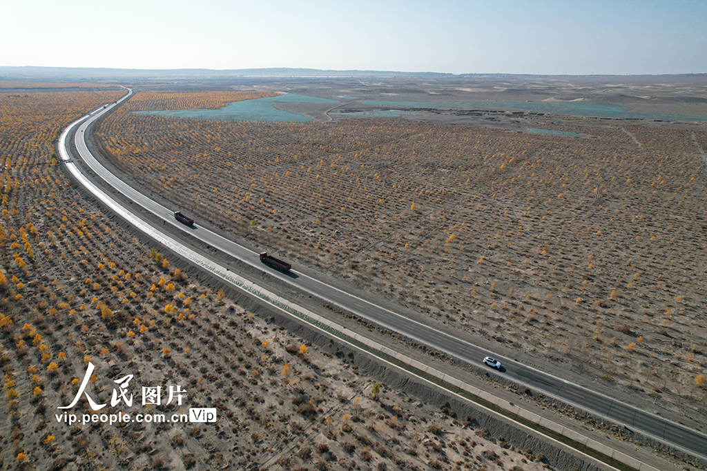 甘肃酒泉：生态防护林秋色浓【4】