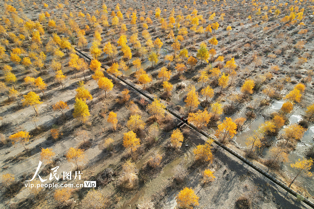 甘肃酒泉：生态防护林秋色浓【5】