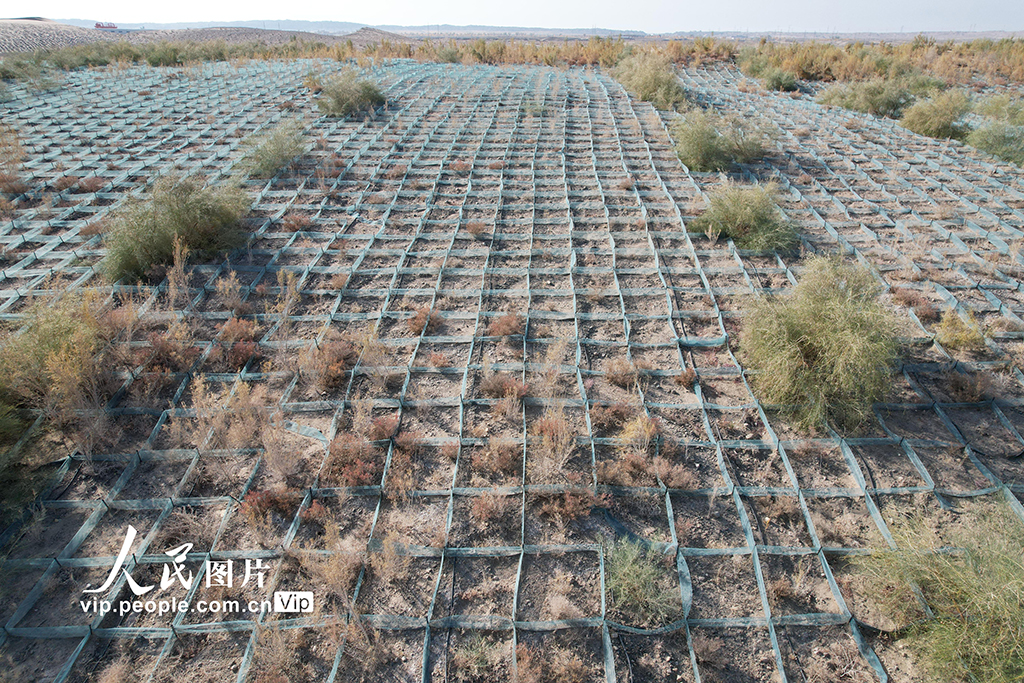 甘肅酒泉:生態防護林秋色濃【6】