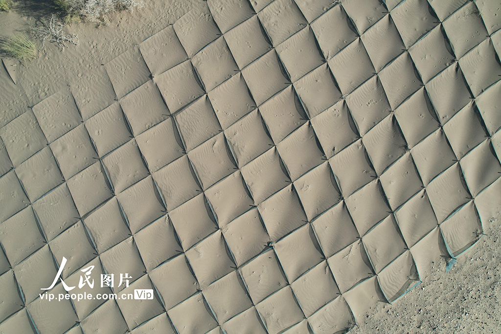 甘肃酒泉：生态防护林秋色浓【7】