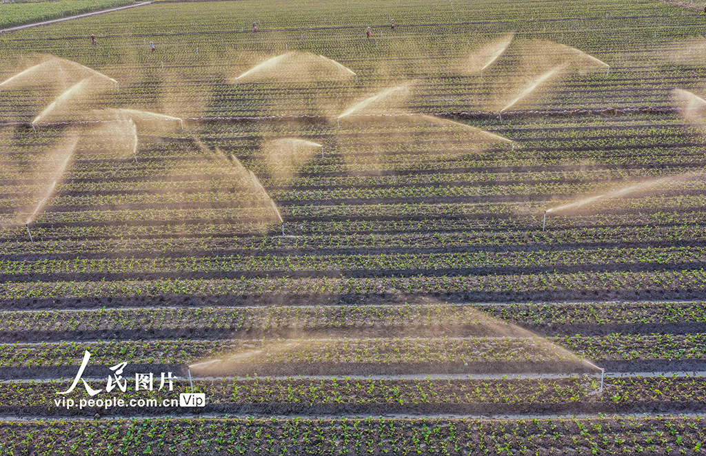 湖南道县：节水灌溉促增收【4】