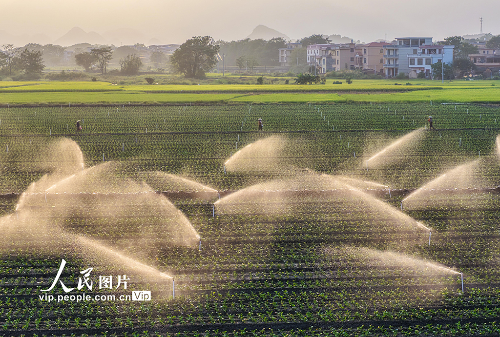 湖南道县：节水灌溉促增收【6】
