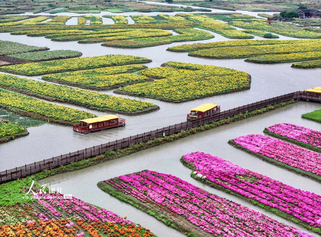 江蘇興化:千垛菊景醉游人【2】