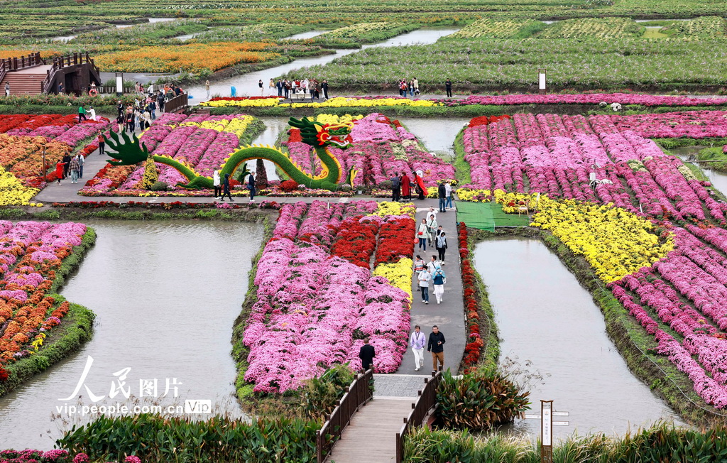 江苏兴化：千垛菊景醉游人【4】