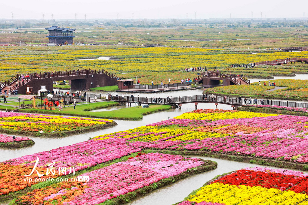 江苏兴化:千垛菊景醉游人【5】