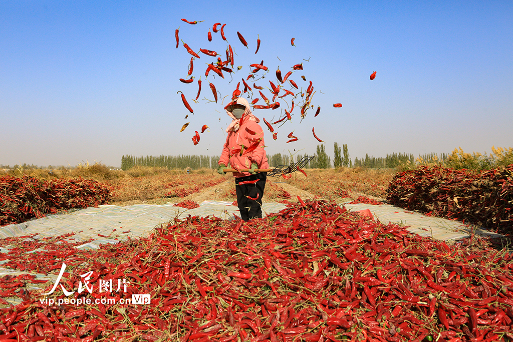 甘肅嘉峪關：辣椒喜豐收【2】