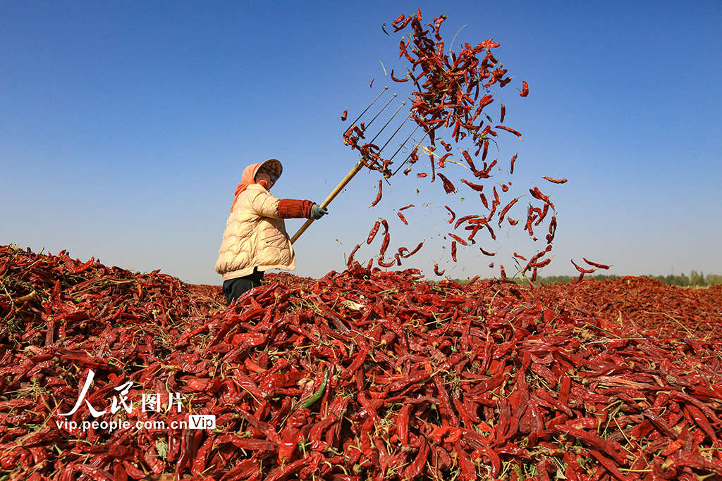 甘肃嘉峪关：辣椒喜丰收【6】