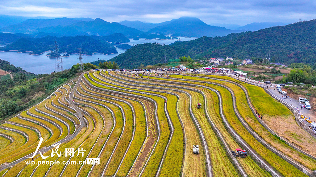浙江淳安:梯田水稻迎丰收【3】