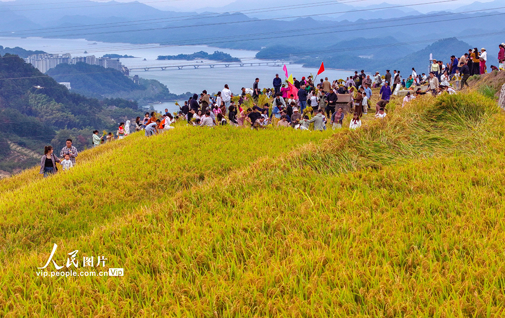 浙江淳安:梯田水稻迎丰收【6】