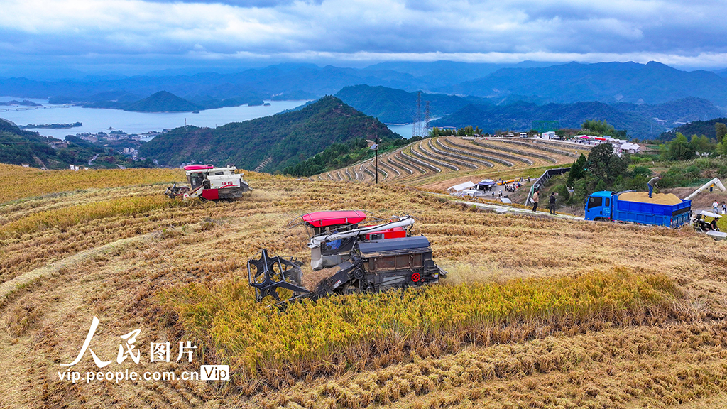 浙江淳安:梯田水稻迎丰收【5】