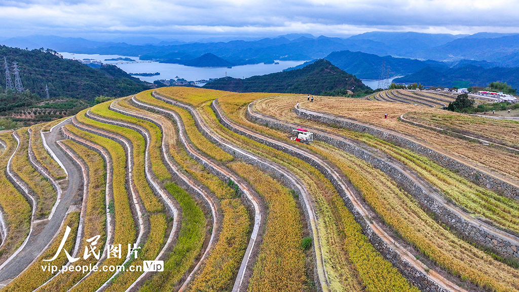 浙江淳安:梯田水稻迎丰收【4】