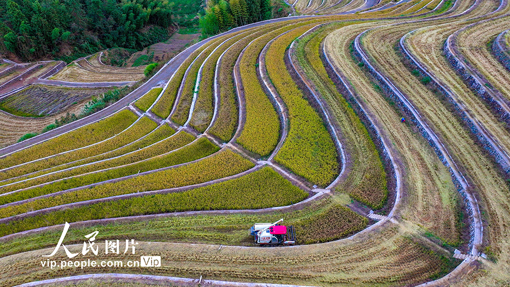 浙江淳安：梯田水稻迎豐收【2】
