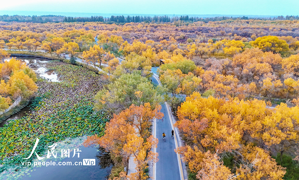 新疆泽普:胡杨披金【4】