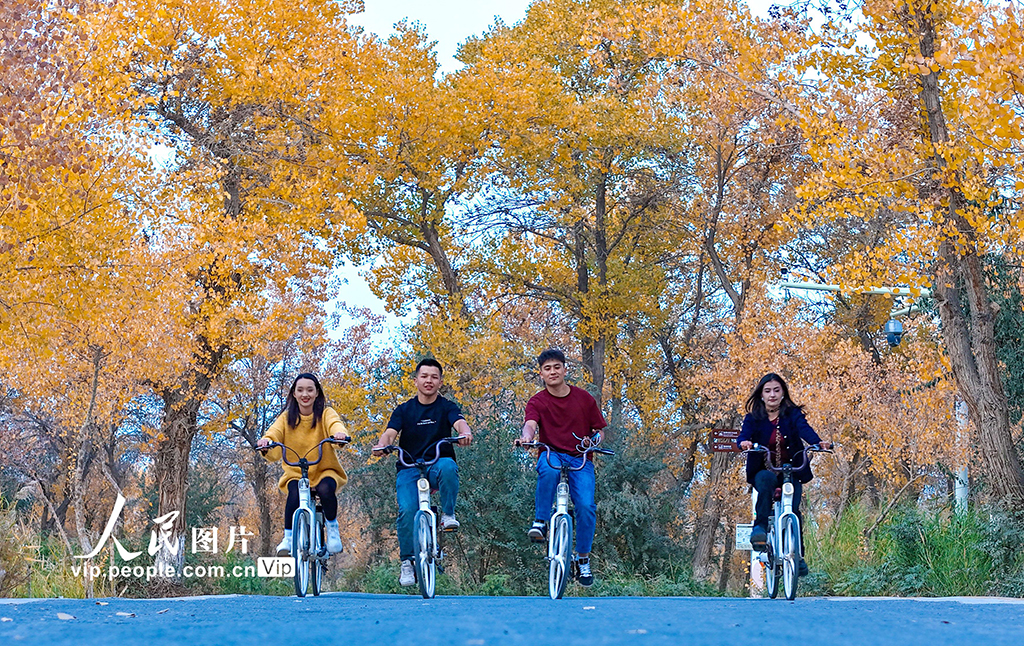 新疆泽普:胡杨披金【5】