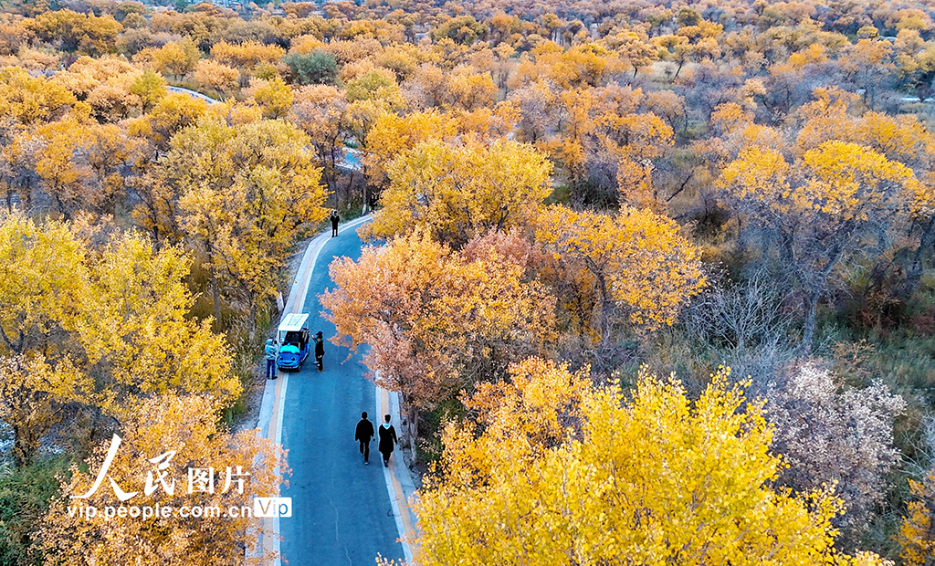 新疆泽普：胡杨披金【3】