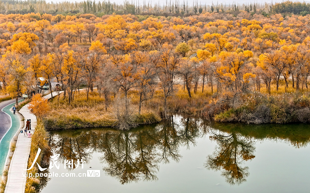 新疆泽普:胡杨披金【6】