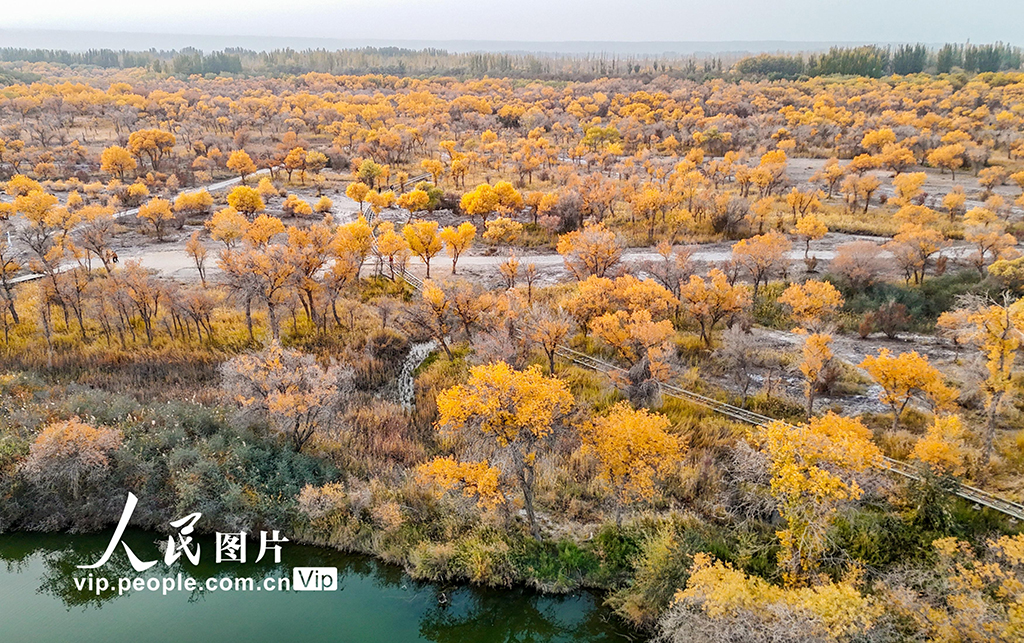 新疆泽普:胡杨披金【7】