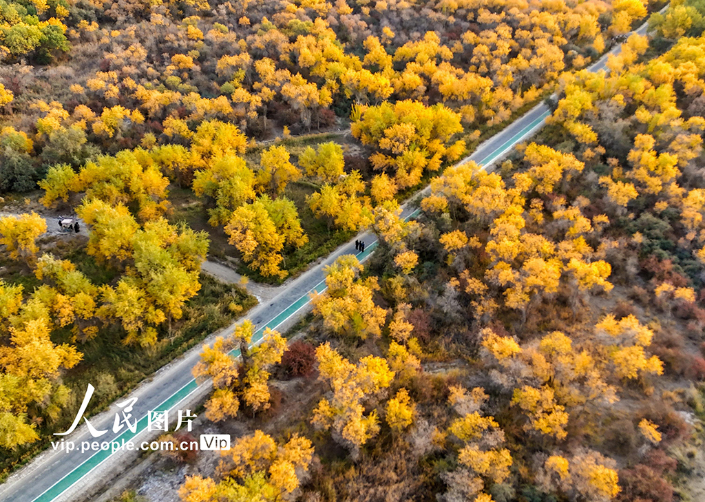 新疆泽普:胡杨披金【2】