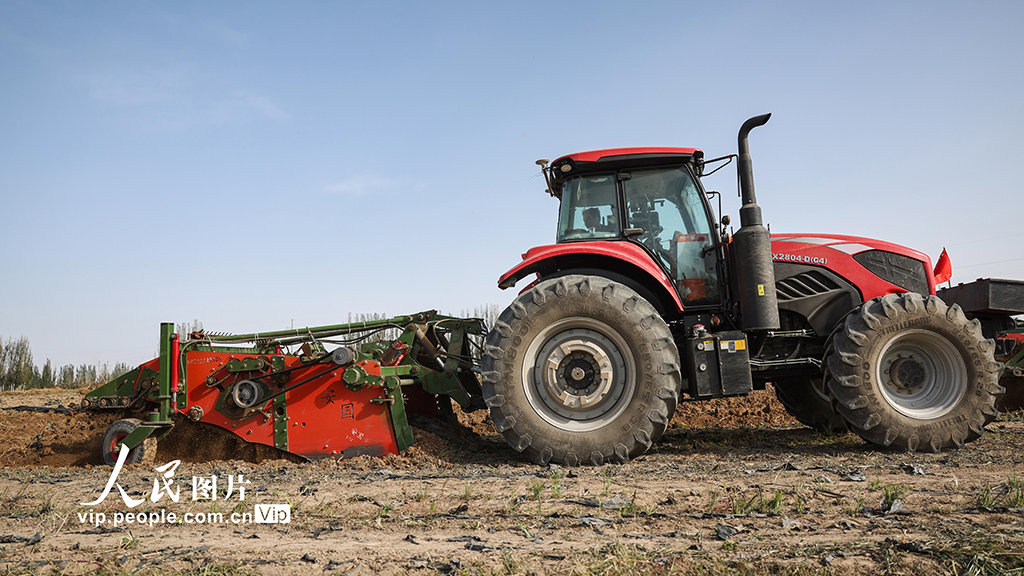 甘肅金塔:採收板藍根【4】