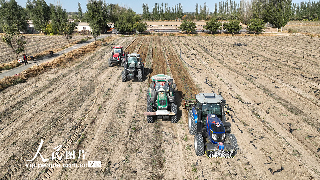 甘肃金塔:采收板蓝根【2】