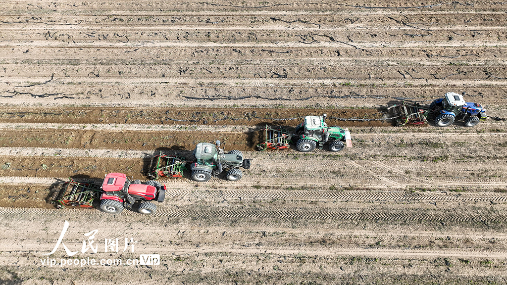 甘肅金塔:採收板藍根【3】