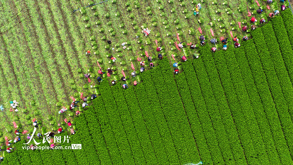 山東廣饒：收割芹菜【3】