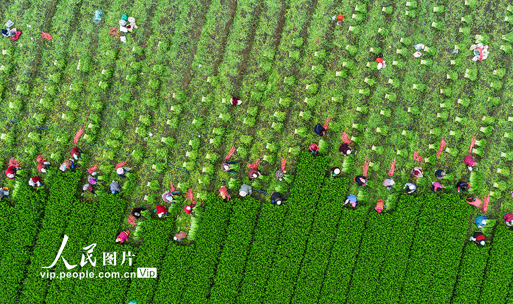 山東廣饒：收割芹菜【4】