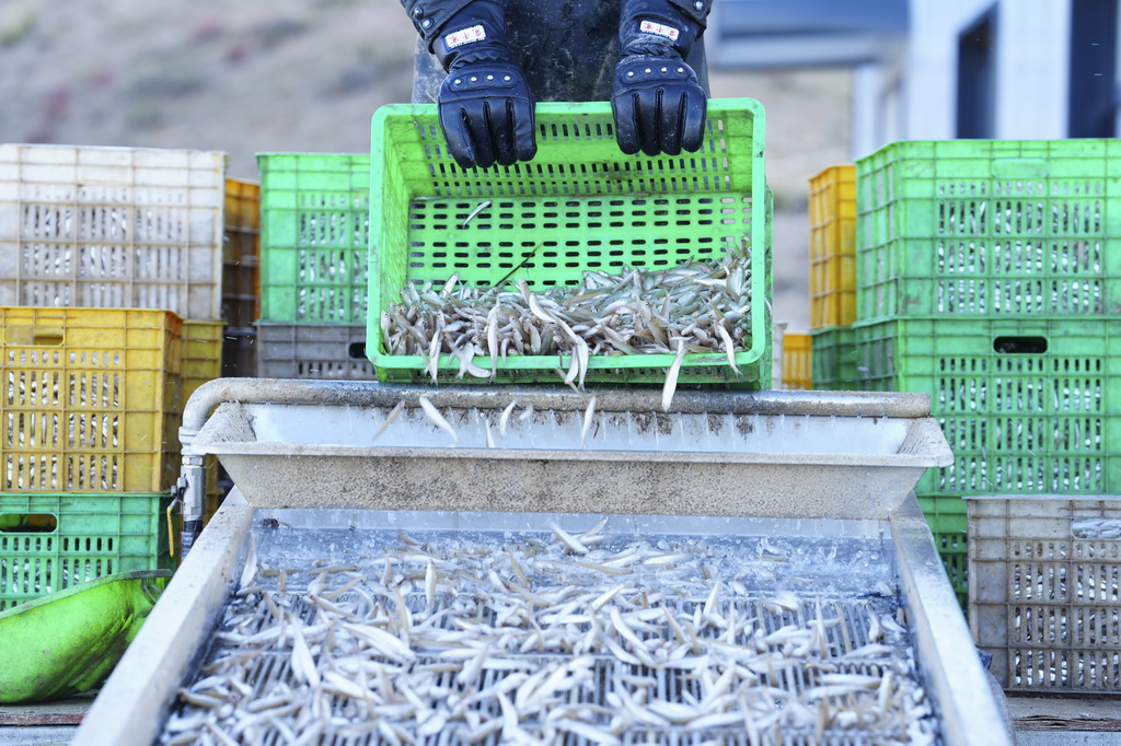 10月18日，在青海省海南藏族自治州共和县龙羊新村龙羊峡海湖渔业捕捞合作社，一名工人过筛新捕的小银鱼。