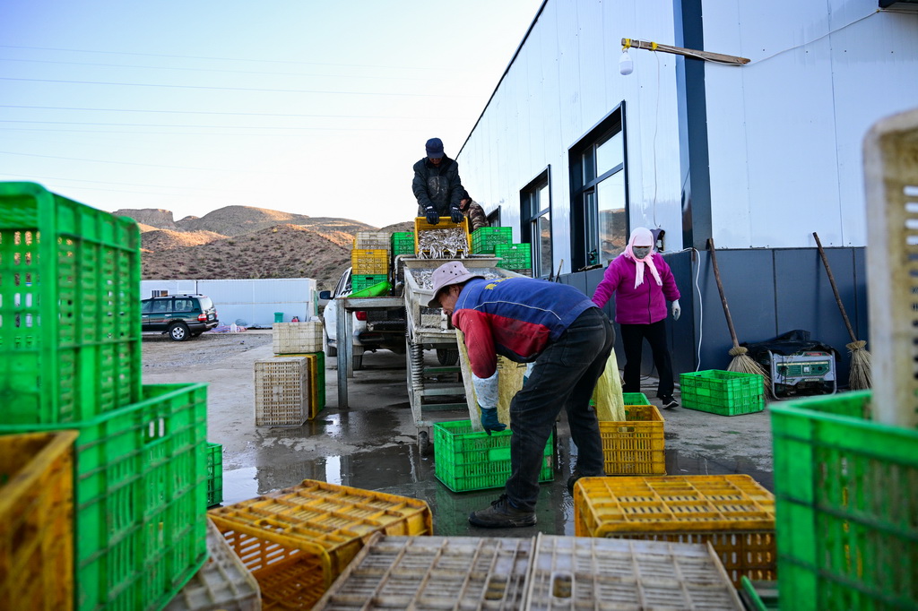 10月18日，在青海省海南藏族自治州共和縣龍羊新村龍羊峽海湖漁業捕撈合作社，工人收拾新捕的小銀魚。