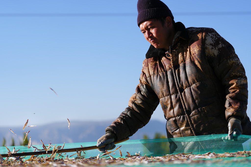 10月18日,在青海省海南藏族自治州共和縣龍羊新村龍羊峽海湖漁業捕撈合作社,一名工人將晒好的小銀魚抖散,以防在后續加工中出現粘連。