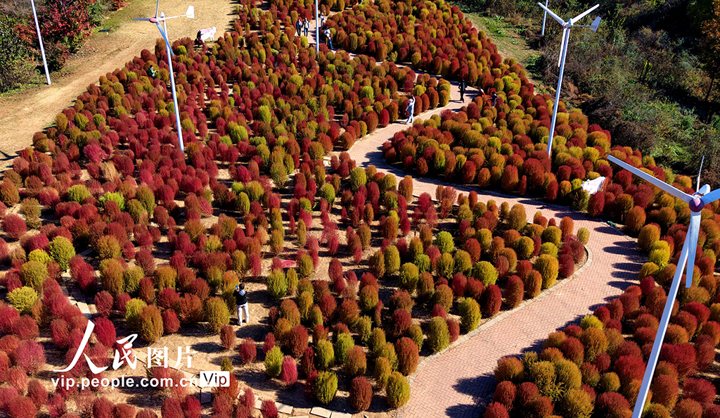 遼寧沈陽：賞秋正當時【2】