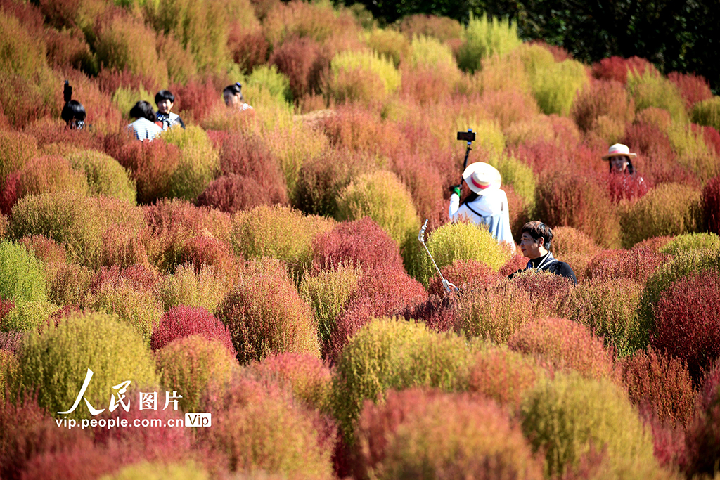 遼寧沈陽：賞秋正當時【7】