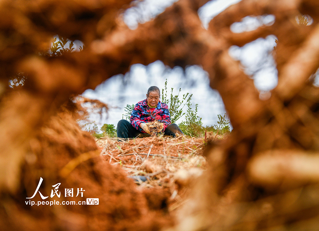 湖南道縣：採收玉竹【2】