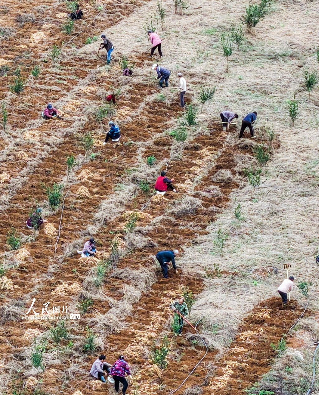 湖南道縣：採收玉竹【3】
