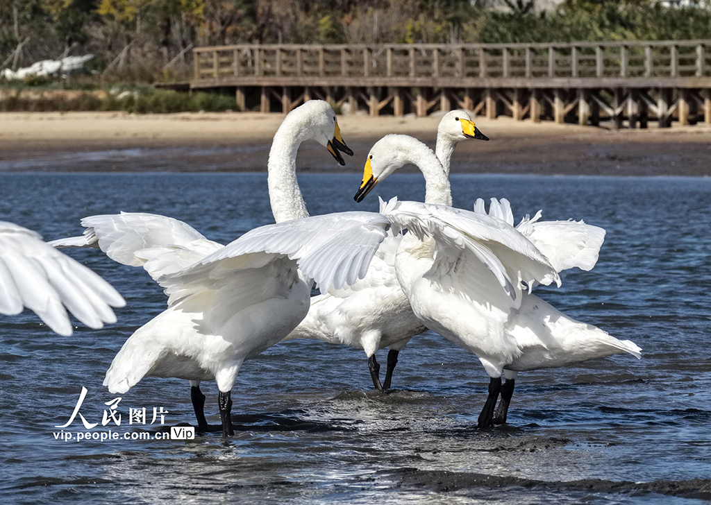 300余只大天鹅飞抵山东荣成越冬栖息【2】